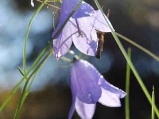 Blue_Bells_by_silversanta
