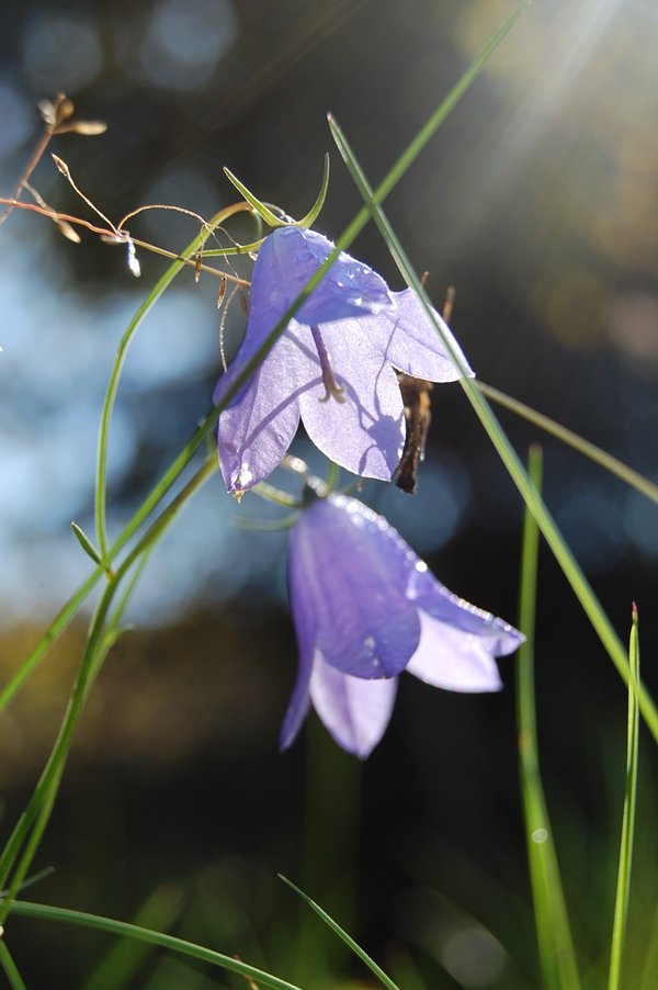 blue_bells_by_silversanta
