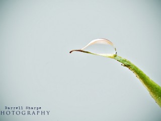 Mourning_Dew_by_Sharpeshots