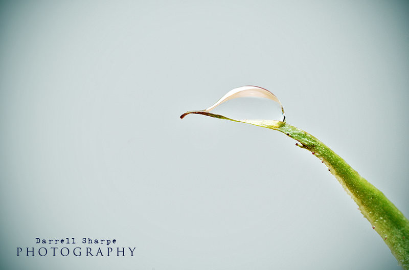 mourning_dew_by_sharpeshots