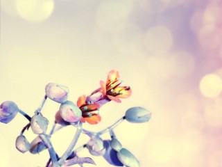 Pretty_C_by_koshadesing