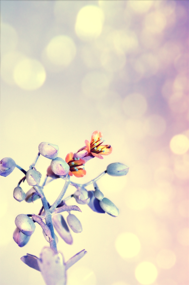 pretty_c_by_koshadesing