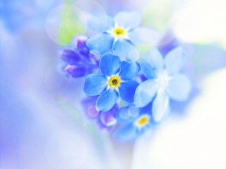 niezapominajka_by_impatienss