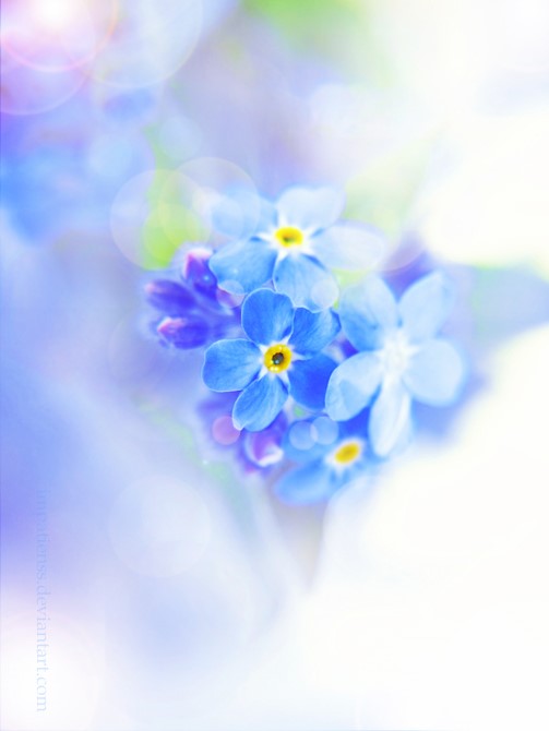 niezapominajka_by_impatienss