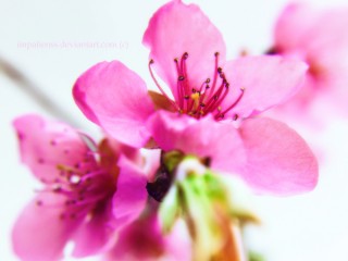 pink001_by_impatienss