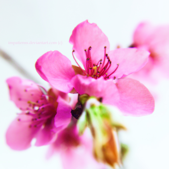 pink001_by_impatienss