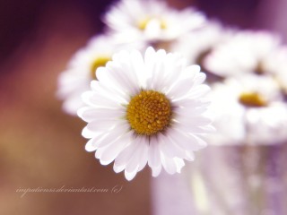 saturday_by_impatienss