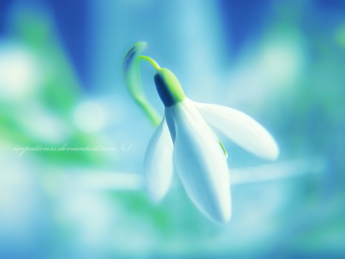 serendipity_by_impatienss