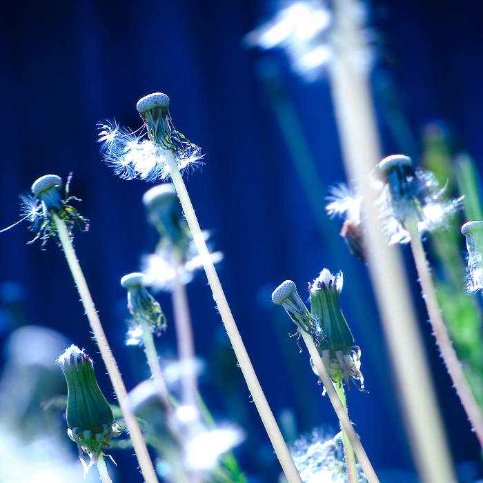 sleeping_to_dream__by_intricate_illusion