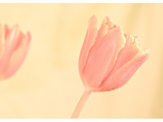 symphony_of_tulip_I_by_mi9ba7