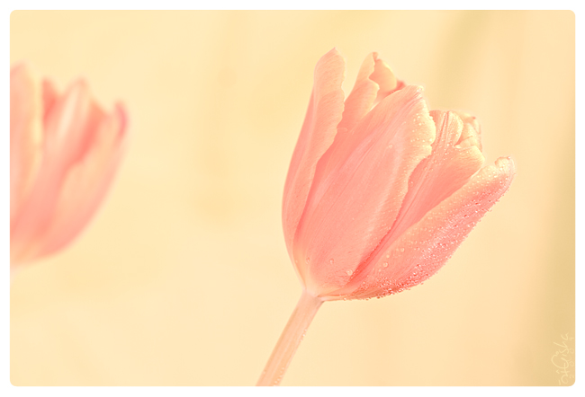 symphony_of_tulip_i_by_mi9ba7