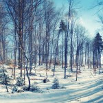 winter_rodopi2-copia