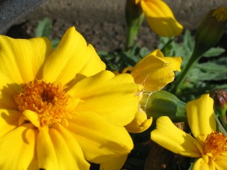 yellow_flower_by_10rougar