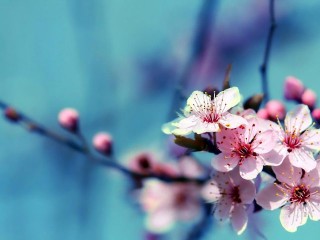 Imagenes-de-flores-para-fondo-de-celular