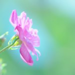 pink-flowers-nature-summer-green-background_3840x2160