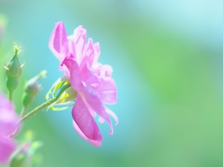 Pink-flowers-nature-summer-green-background_3840x2160