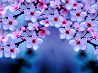 cherry-blossom-4k-2q (1)