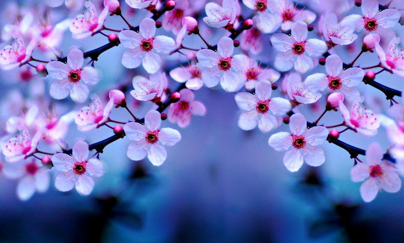 cherry-blossom-4k-2q-1