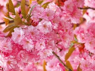 flowers-2560x1600-005