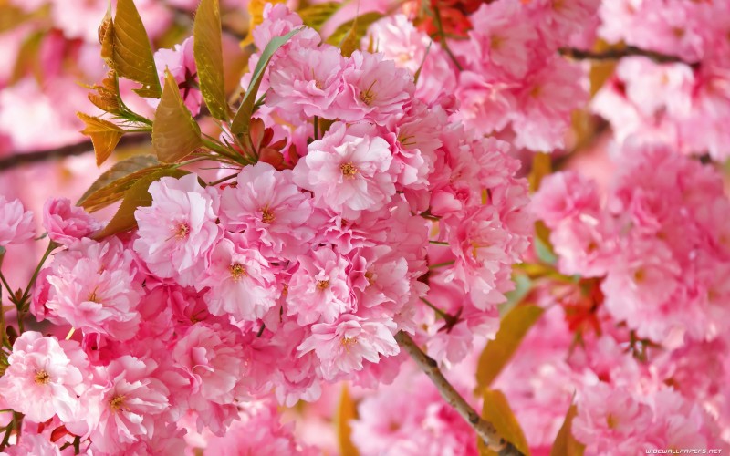 flowers-2560x1600-005