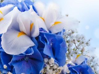 flowers-bouquet-2880x1800-blue-hydrangeas-iris-flowers-white-blue-4k-1761
