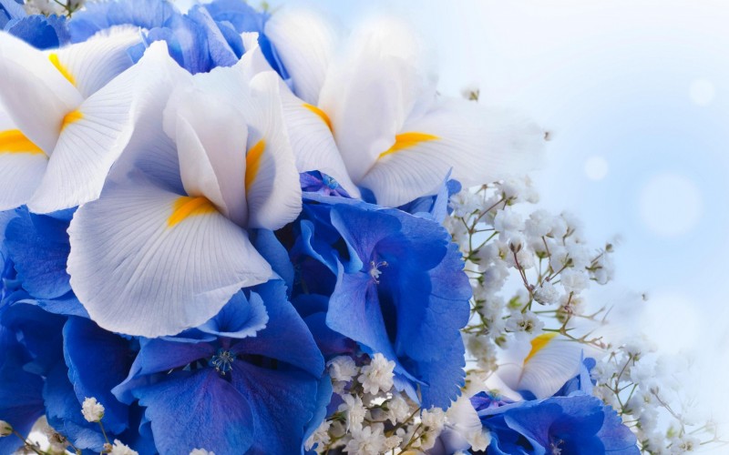 flowers-bouquet-2880x1800-blue-hydrangeas-iris-flowers-white-blue-4k-1761