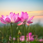 lotus-flowers-2560x1440-pink-flowers-hd-5860