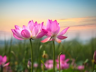 lotus-flowers-2560x1440-pink-flowers-hd-5860