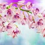 orchids-2880x1800-4k-6481-1