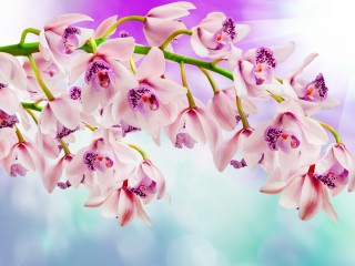 orchids-2880x1800-4k-6481 (1)