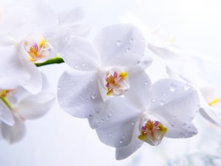 orchids_flowers_buds_white_petals_macro_93169_3840x2400
