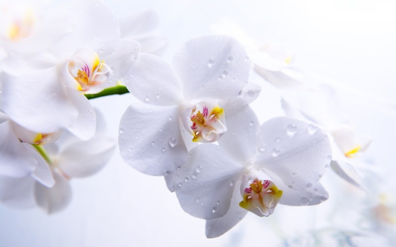 orchids_flowers_buds_white_petals_macro_93169_3840x2400