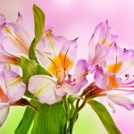pink-lilies-2880x1800-hd-4k-3839