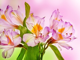 pink-lilies-2880x1800-hd-4k-3839