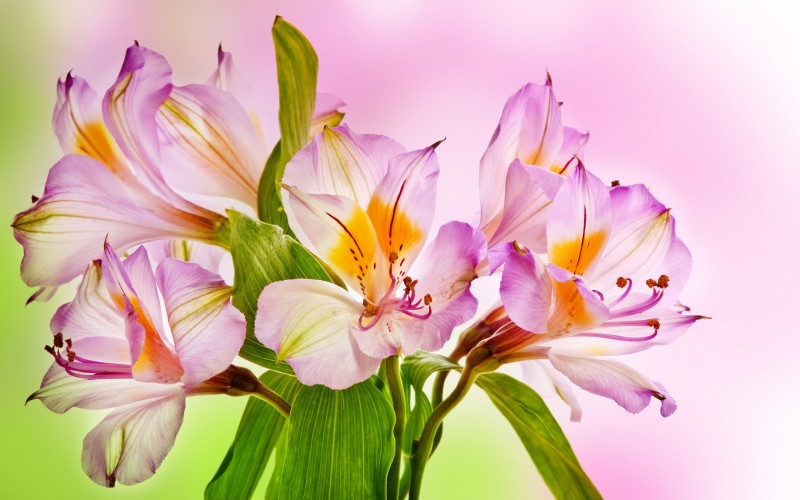 pink-lilies-2880x1800-hd-4k-3839