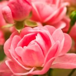 pink-roses-2560x1440-macro-garden-hd-4k-3072