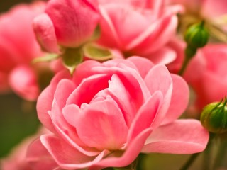 pink-roses-2560x1440-macro-garden-hd-4k-3072