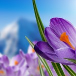purple-crocuses-2880x1800-purple-flowers-spring-4k-995