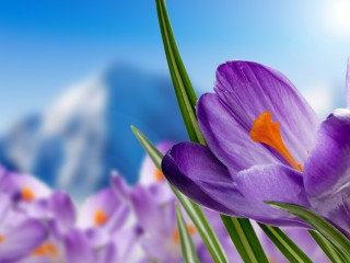 purple-crocuses-2880x1800-purple-flowers-spring-4k-995