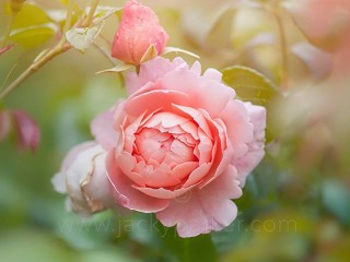 10386354_572925569480447_5197020852723798845_n - Copie