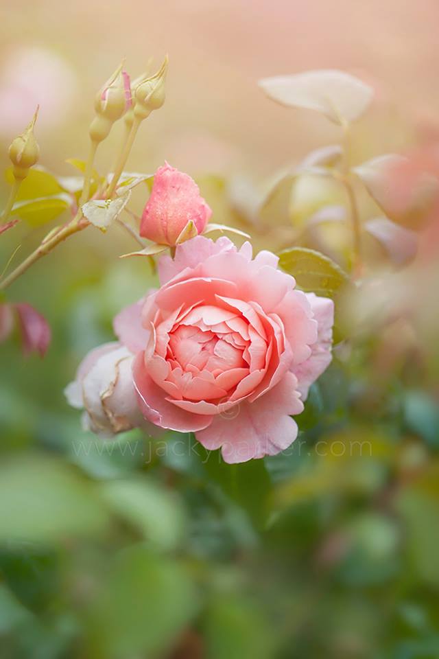 10386354_572925569480447_5197020852723798845_n-copie