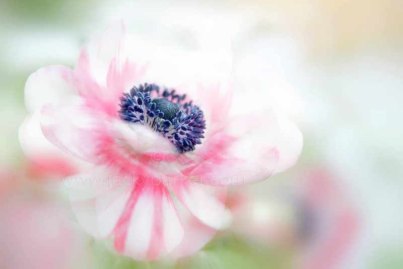 10708635_603849089721428_7991333868176389861_o