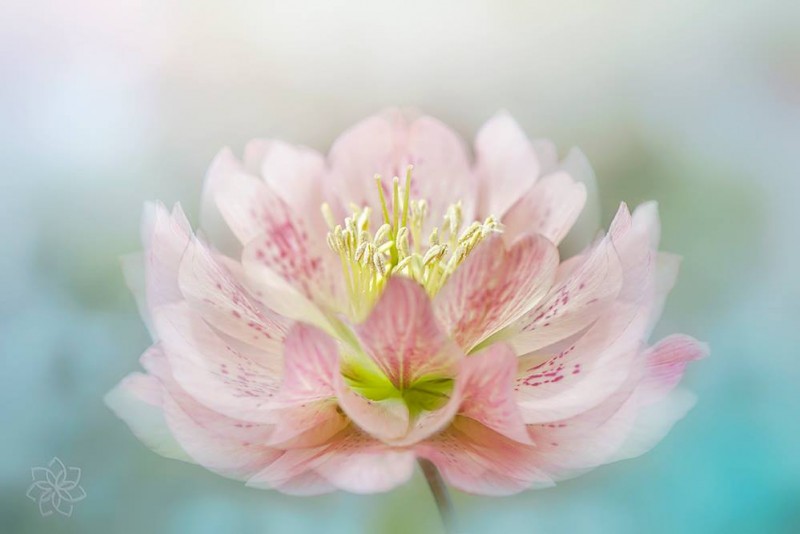 11038805_678818075557862_7883275963741244087_o