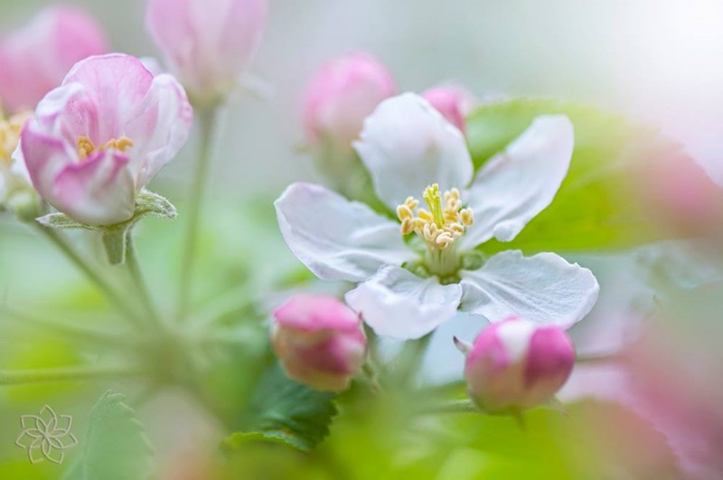 11078166_692330604206609_5863875493492621984_o