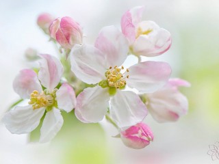 11203589_691866094253060_999904006904944168_o