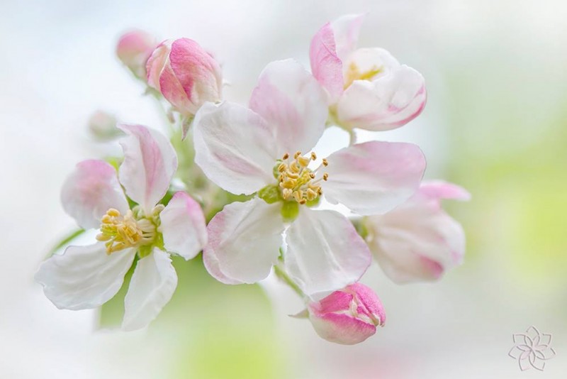 11203589_691866094253060_999904006904944168_o