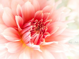 12015140_752294531543549_6655721339955876013_o