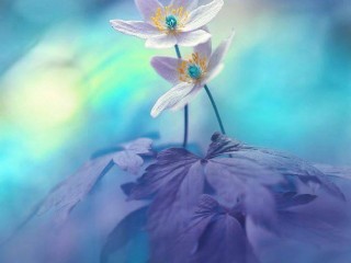 12025359_10205762647798635_1774532388_n