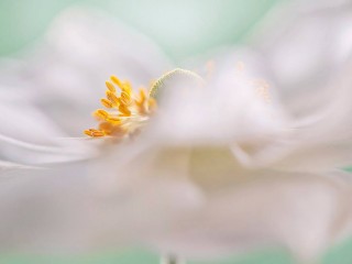 1421196_454201741352831_2005436995_o - Copie