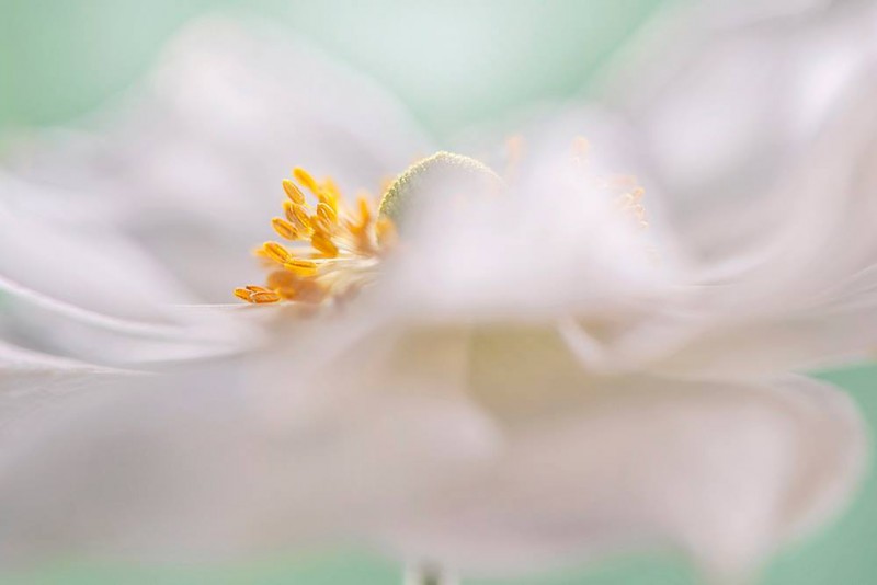 1421196_454201741352831_2005436995_o-copie